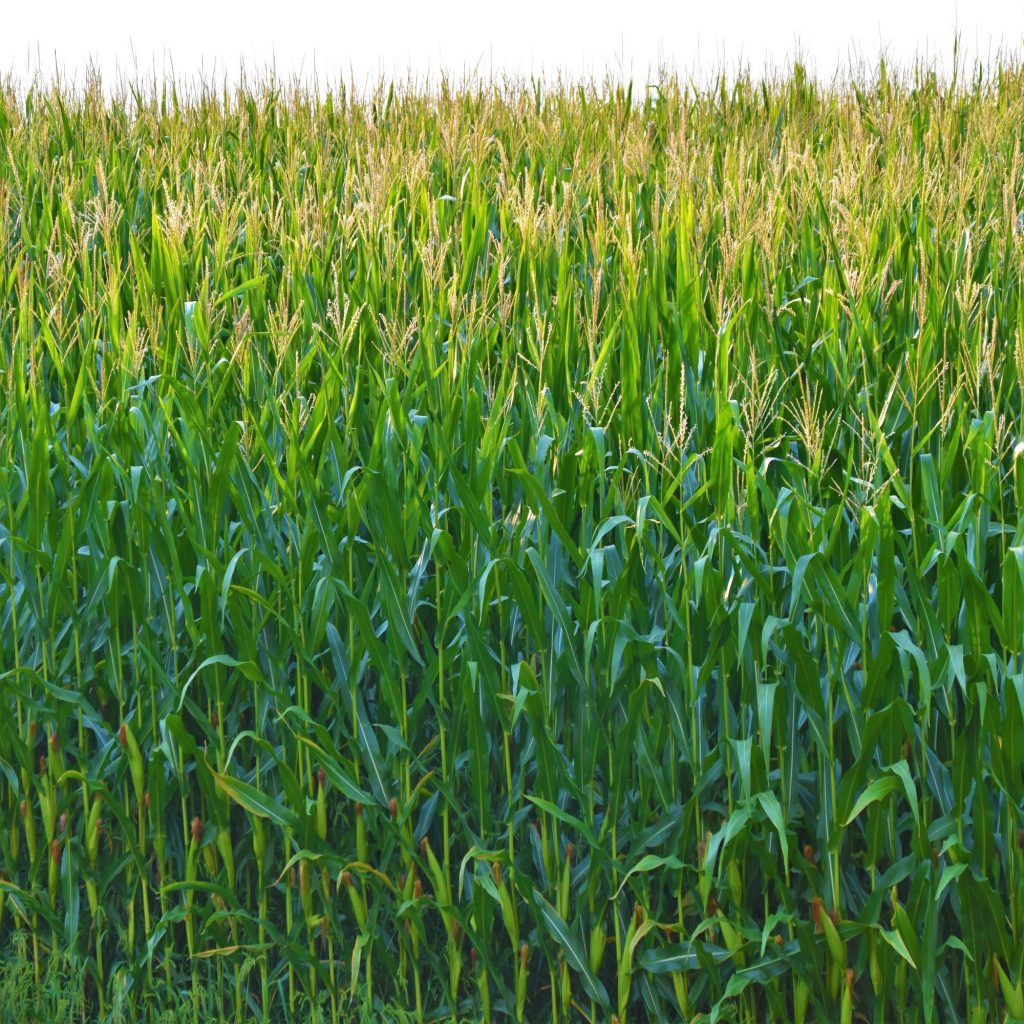 plants can solve some of our plastics problem