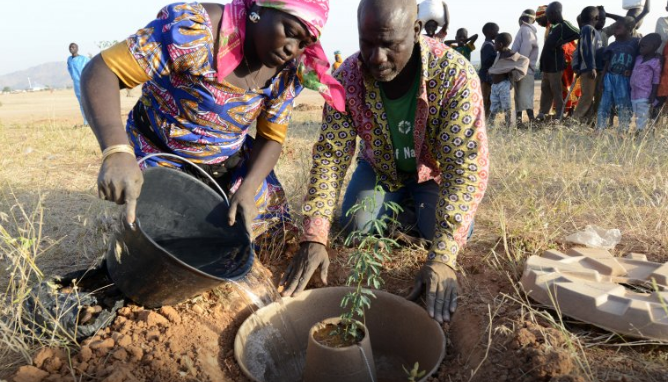 Planting trees for reforestation project