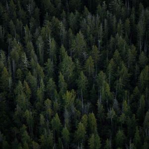 trees in a forest reduce carbon