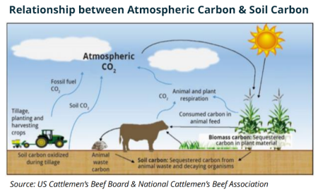 Carbon cycle_2_23_23 Carbon cycle_2_23_23